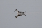 Odinshühnchen (Phalaropus lobatus) am Odinsloch bei Meldorf