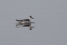 Odinshühnchen (Phalaropus lobatus) am Odinsloch bei Meldorf