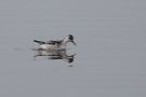 Odinshühnchen (Phalaropus lobatus) am Odinsloch bei Meldorf