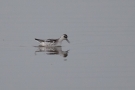 Odinshühnchen (Phalaropus lobatus) am Odinsloch bei Meldorf