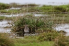 Bekassine (Gallinago gallinago) am Odinsloch bei Meldorf