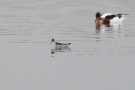 Odinshühnchen (Phalaropus lobatus) und Brandgans (Tadorna tadorna) am Odinsloch bei Meldorf