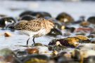 Alpenstrandläufer (Calidris alpina) Nähe Bottsand