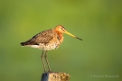 Uferschnepfe (Limosa limosa) im Ochsenmoor