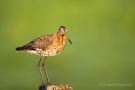 Uferschnepfe (Limosa limosa) im Ochsenmoor