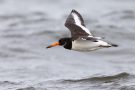 Austernfischer (Haematopus ostralegus) Nähe Bottsand