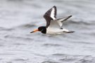 Austernfischer (Haematopus ostralegus) Nähe Bottsand