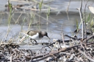 Flussuferläufer (Actitis hypoleucos)