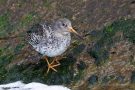 Meerstrandläufer (Calidris maritima)