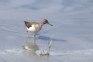 Flussuferläufer (Actitis hypoleucos)