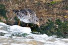 Meerstrandläufer (Calidris maritima)