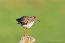 Rotschenkel (Tringa totanus) im Ochsenmoor