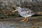 Meerstrandläufer (Calidris maritima)