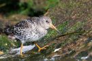 Meerstrandläufer (Calidris maritima)