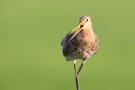 Uferschnepfe (Limosa limosa) im Ochsenmoor