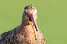 Uferschnepfe (Limosa limosa) im Ochsenmoor