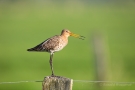 Uferschnepfe (Limosa limosa) im Ochsenmoor