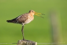 Uferschnepfe (Limosa limosa) im Ochsenmoor