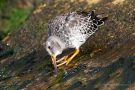 Meerstrandläufer (Calidris maritima)