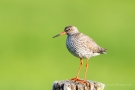 Rotschenkel (Tringa totanus) im Ochsenmoor