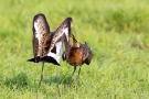 Kämpfende Uferschnepfen (Limosa limosa) im Ochsenmoor