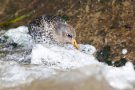 Meerstrandläufer (Calidris maritima)