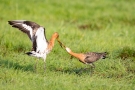 Kämpfende Uferschnepfen (Limosa limosa) im Ochsenmoor