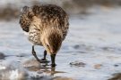 Alpenstrandläufer (Calidris alpina) am Bottsand