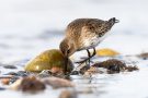 Alpenstrandläufer (Calidris alpina) am Bottsand