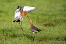 Kämpfende Uferschnepfen (Limosa limosa) im Ochsenmoor
