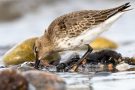 Alpenstrandläufer (Calidris alpina) am Bottsand
