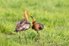 Kämpfende Uferschnepfen (Limosa limosa) im Ochsenmoor