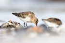 Alpenstrandläufer (Calidris alpina) am Bottsand