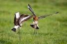 Kämpfende Uferschnepfen (Limosa limosa) im Ochsenmoor