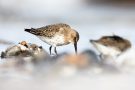 Alpenstrandläufer (Calidris alpina) am Bottsand