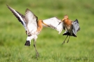 Kämpfende Uferschnepfen (Limosa limosa) im Ochsenmoor