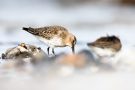 Alpenstrandläufer (Calidris alpina) am Bottsand