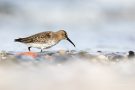 Alpenstrandläufer (Calidris alpina) am Bottsand