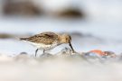 Alpenstrandläufer (Calidris alpina) am Bottsand