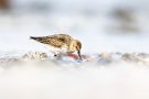 Alpenstrandläufer (Calidris alpina) am Bottsand