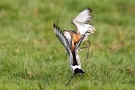 Kämpfende Uferschnepfen (Limosa limosa) im Ochsenmoor