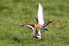 Kämpfende Uferschnepfen (Limosa limosa) im Ochsenmoor