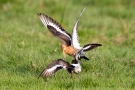 Kämpfende Uferschnepfen (Limosa limosa) im Ochsenmoor