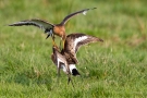 Kämpfende Uferschnepfen (Limosa limosa) im Ochsenmoor