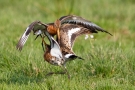 Kämpfende Uferschnepfen (Limosa limosa) im Ochsenmoor