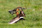 Kämpfende Uferschnepfen (Limosa limosa) im Ochsenmoor