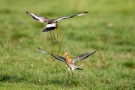 Kämpfende Uferschnepfen (Limosa limosa) im Ochsenmoor