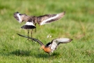 Kämpfende Uferschnepfen (Limosa limosa) im Ochsenmoor