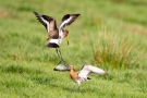 Kämpfende Uferschnepfen (Limosa limosa) im Ochsenmoor