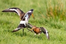 Kämpfende Uferschnepfen (Limosa limosa) im Ochsenmoor